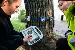 Staran arboristit tutkivat puistopuun kuntoa Helsingin Vanhassa Kirkkopuistossa. Kuva: Veikko Somerpuro