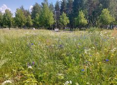 Lappeenrannan arboretumin alueella sijaitseva Pappilanpellon niitty © Lappeenrannan kaupunki