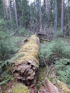 Vuurtin luonnonsuojelualueella on luonnonmetsien rakennepiirteisiin kuuluvia pienaukkoja. Kuva: Arto Hyvärinen.