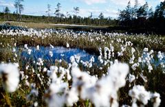 Suomaisema, Lapin Materiaalipankki