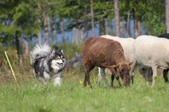 Suomenlapinkoira on yksi viidestä kotimaisesta koirarodustamme. Kuva: Kennelliitto / Krista Haataja