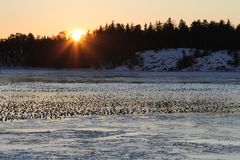 Tukkasotkia ilta-auringossa (© Markku Mikkola-Roos)