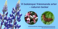 Vi bekämpar främmande arter – naturen tackar.