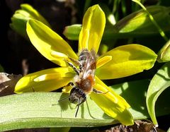 Erakkomehiläisiin kuuluva hammasmaamehiläinen (Andrena praecox) käenrieskan kukalla. Mesipistiäisiin kuuluvia erakkomehiläisiä elää Suomessa noin 200 lajia. Kuva Mikko Kuussaari.