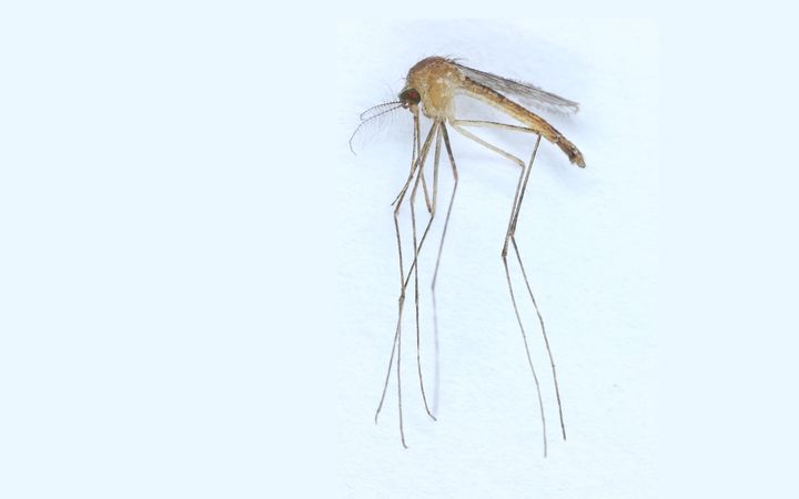 Culex modestus. Eteläisessä Euroopassa tämän lajin hyttysten tiedetään levittävän Länsi-Niilin virusta. Kuva: Lorna Culverwell