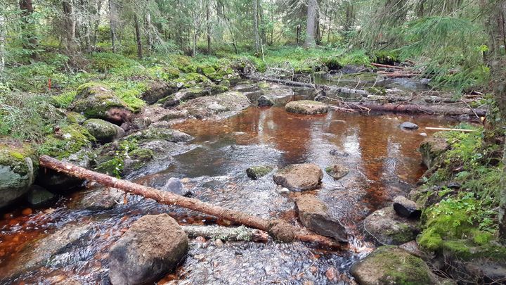 Kunnostettua puroa. Kuva Jaakko Mattila