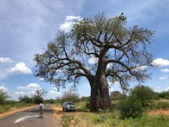 Apinanleipäpuu eli baobab on jättiläispuu Afrikan savannilla, jonka hedelmistä saadaan ravintoa. Kuva Petri Pellikka.