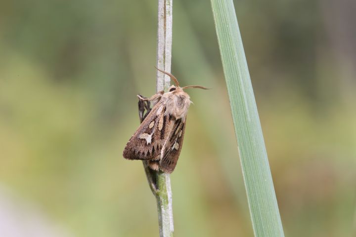 Niitty-yökkönen (Cerapteryx graminis) ei ole aikaistanut lentoaikaansa, mutta lajin levinneisyys on siirtynyt pohjoisemmaksi. Levinneisyysalueensa sisällä niitty-yökkösen kanta on pysynyt Suomessa vakaana 2000-luvulla. Kuva: Helmut Diekmann