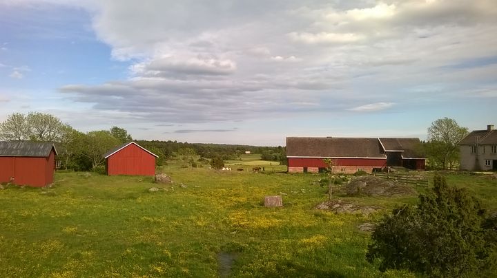 Tutkimuksessa havaittiin, että peltojen läheisyydessä sijaitsevilla heinäratamokedoilla esiintyi enemmän kasviviruksia kuin luonnon ympäristön keskellä sijaitsevilla kedoilla. Kuva: Suvi Sallinen.