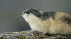 “Lemming - The Little Giant Of The North”, Zoltan Török