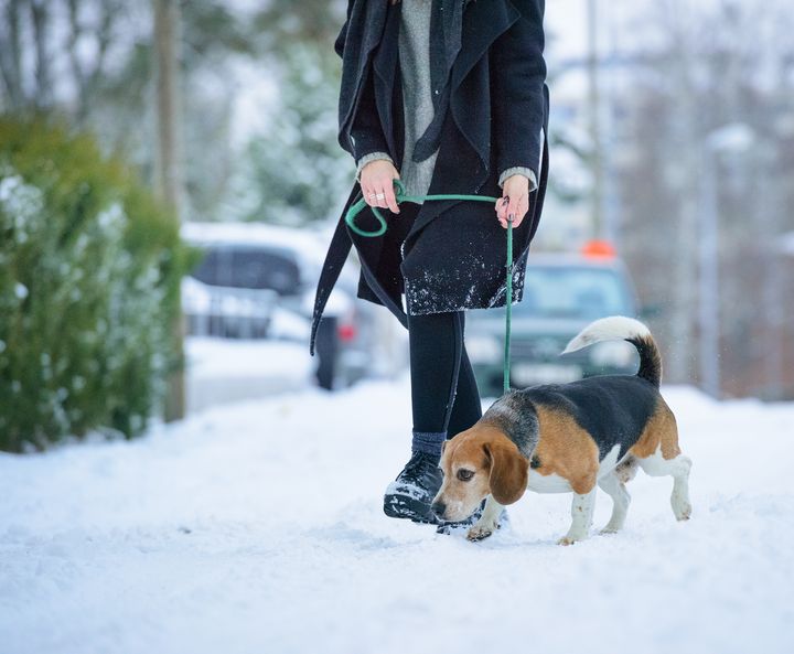 Henkilö ulkoiluttaa koiraa kadulla