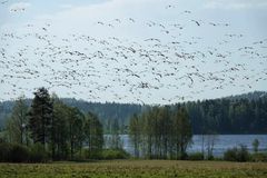 Valkoposkihanhia Värtsilässä 19.5.2021. Kuva: Ilkka Elo/ Pohjois-Karjalan ELY-keskus.