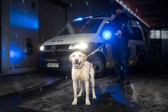 Vuoden poliisikoira 2022 Sampo, kuva: Jukka Pätynen/koirakuvat.fi