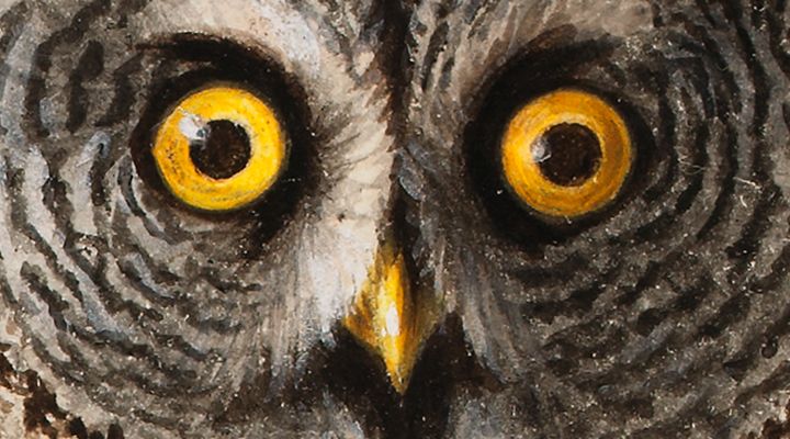 Wilhelm von Wright: Lappuggla (odaterad), detalj. Finlands Nationalgalleri / Konstmuseet Ateneum, samling Beatrice Granberg. Bild: Finlands Nationalgalleri / Tero Suvilammi.