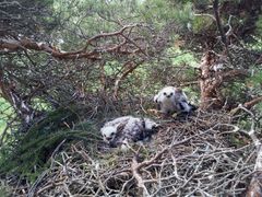 Hiirihaukan poikaset männyn tuulenpesään rakennetussa pesässä. Havupuiden tuulenpesät kannattelevat hyvin haukanpesiä. Kuva: Pasi Makkonen.