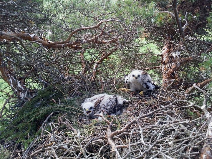 Hiirihaukan poikaset männyn tuulenpesään rakennetussa pesässä. Havupuiden tuulenpesät kannattelevat hyvin haukanpesiä. Kuva: Pasi Makkonen.