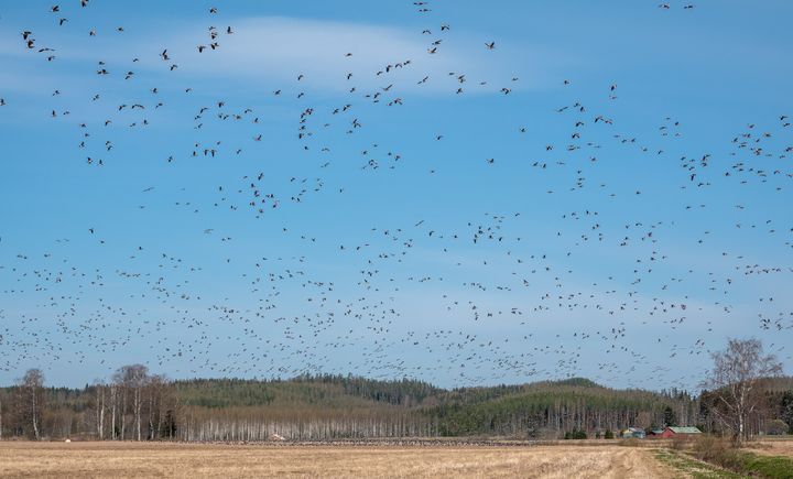 Valkoposkihanhia Tohmajärven Sääperillä 11.5.2023. Kuva: Jari Kontiokorpi / Pohjois-Karjalan ELY-keskus.