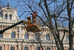 Helsingin kaupungin arboristi tekee hoitoleikkauksia Esplanadinpuiston lehmuksille. Kuva: Roy Koto