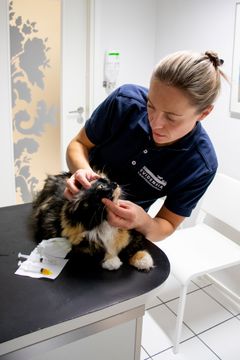 Eläinlääkäri ja Kissaklinikka Felinan johtaja Teija Immonen on kissalääketieteen osaaja. Kuvassa klinikalle käynnille tullut Jippu-kissa. Kuvaaja Ronja Määttä.