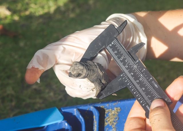 Merikilpikonnan mittaus