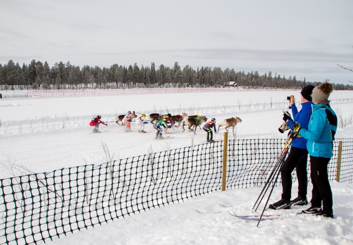 Lomaviikolle tuovat porokilpailut uudenlaista ja erilaista sisältöä.