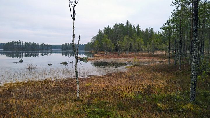 Juuanharju. Kuva: Säde Neitola / Pohjois-Karjalan ELY-keskus.