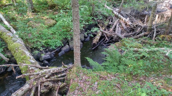 Itäsuomalaisilla puroilla näkee usein majavan rakentamia patoja. Kuvan vanha majavan pato on sortumaisillaan. Pato pidättää edelleen vettä, mutta jatkuvasti painava virtaus ja tulvat rikkovat sen pian lopullisesti. Puron rantavyöhykkeellä olevat kivet kertovat puron perkauksesta. Puroja on aikoinaan perattu muun muassa purouittojen yhteydessä, jolloin uittoa häiritsevät kivet siirrettiin tai nostettiin kokonaan pois uittouomasta. Ennallistamistoimissa kiviä palautetaan takaisin uomaan lisäämään virtausvaihtelua ja monipuolistamaan uoman rakennetta. Kuva Marita Kivioja.