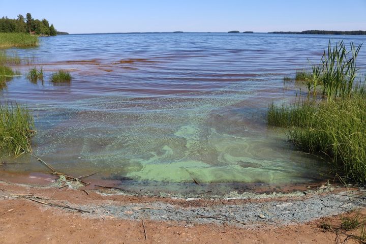 Blågröna alger förekommer sannolikare och i större mängder vid varmt, soligt och lugnt väder. När rikligt med alger driver in till stranden bildar de illaluktande blåskiftande strimmor.