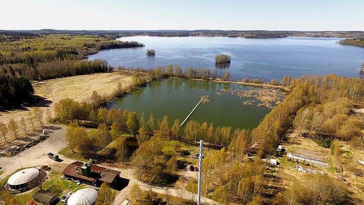 Kosteikkoallas Hämeenlinnan Lammilla Ormajärven rannalla. Kuva: Niko Nappu