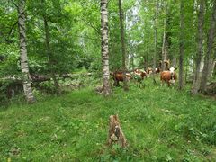 Karja laiduntaa Vetelin Polson niityllä, ja toimii samalla perinnebiotoopin hoitajana.