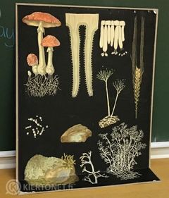 Vanhat opetustaulut ovat kysyttyä tavaraa Kiertonetissä. Niin myös tämä sienistä kertova taulu, jonka Laitilan kaupunki myi.