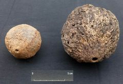 Parapähkinäpuun hedelmä kaksituhatta vuotta sitten ja nykyisin (kuva E. Ferreira)