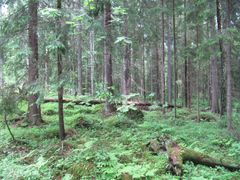 Metsä, jossa on runsaasti lahoavaa maapuuta (Kuva: Kaisa Hauru)