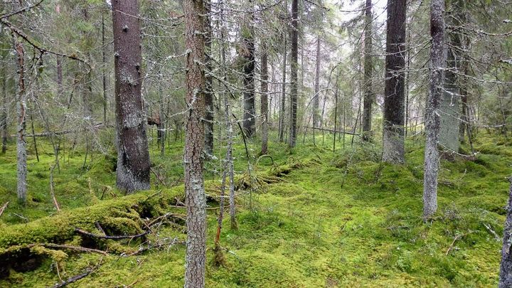 Monimuotoisuudelle merkittävät kangasmetsät ovat puustoltaan iäkkäitä, ne poikkeavat puuston rakenteeltaan hoidetuista talousmetsistä: metsässä on eri-ikäisiä puita ja hyvin vanhoja puita, puusto on syntynyt luontaisesti, puustossa on sekapuustoisuutta ja lahopuuta esiintyy runsaasti sekä pysty- että maalahopuuna. Kuva: Jyri Pääkkönen / Pirkanmaan ELY-keskus.