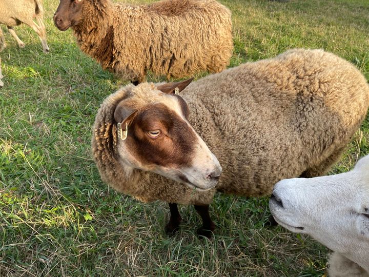 BioProffan Pihavilla valmistetaan lampaanvillasta.