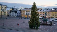 Kaupungin virallinen joulukuusi on pystytetty Senaatintorille 1930-luvulta lähtien. Kuva: Helsingin KTK Oy