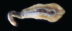 Espanjasta tuodulta koiralta löydetyn Linguatula serrata -kielimadon pituus oli kolmisen senttimetriä. Kuva: Satu Leppänen