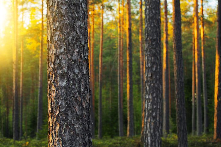 Proforest-tapahtuma kokoaa metsäalan toimijat Kalajoelle 24.-25.9.