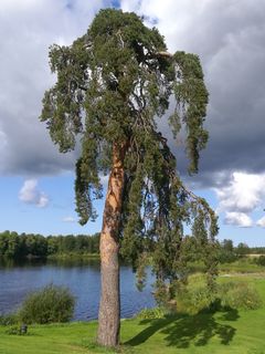 Pyhäjoella Pirttikosken kylän komea petäjä sijaitsee Hellaakosken rakennusryppään yhteydessä Pyhäjoen ranta-ahteella. Petäjä on kansallisrunoilija Aaro Hellaakosken suvun syntymäsijoilla ja runoilijasta on olemassa valokuva, jossa hän on lapsena petäjän juurella äitinsä ja sisarustensa kanssa vuonna 1903. Rungon vahvuudelta puun voi arvioida hyvinkin olevan ainakin jo 300 vuoden ikäinen.