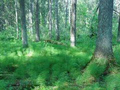 Kun maaperän vedenpinta nousee, metsä palautuu hitaasti takaisin luonnontilaan. Kuva on vanhalta ennallistamisalueelta Haltialan pohjoisosasta. Kuva: Hanna Tuovila.