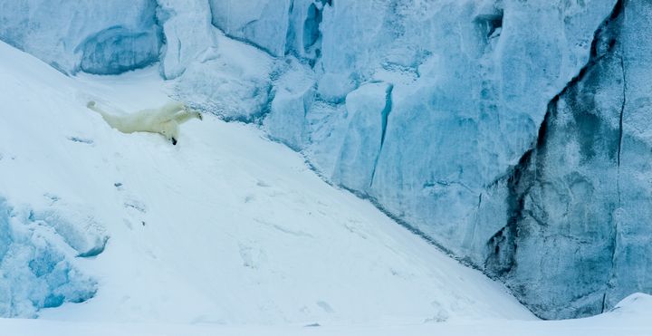 Filmen Drottning utan land (Queen without Land) berättar om en isbjörnsfamilj. Bild: Asgeir Helgestad.