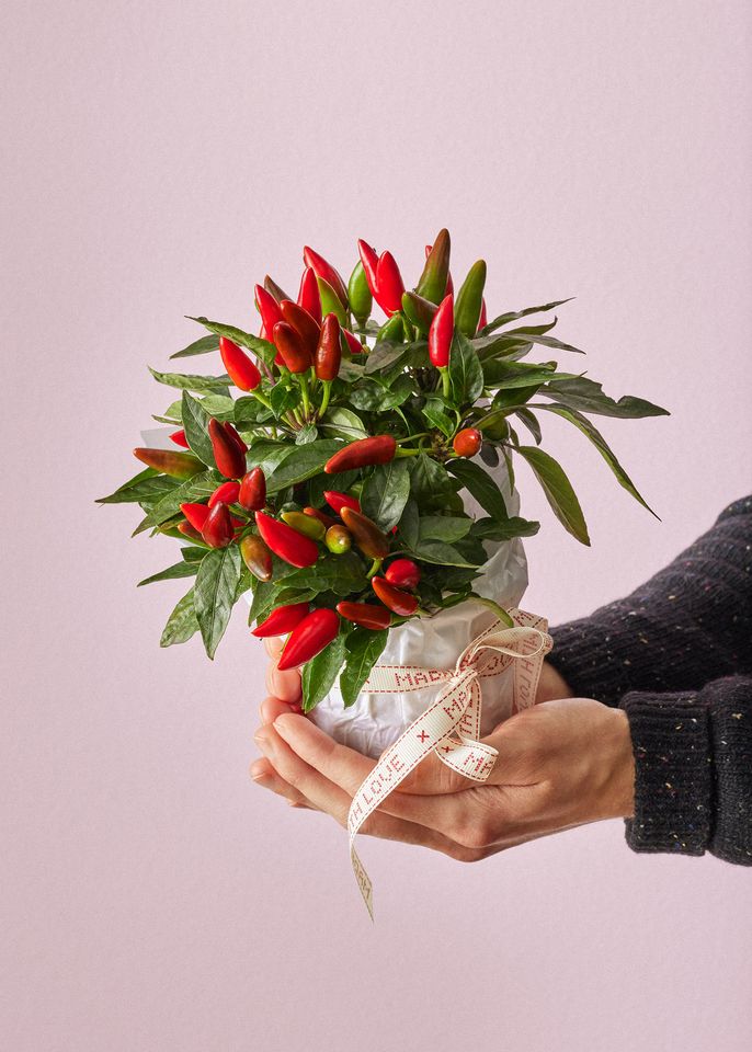 Järvikylän Iso Chili