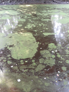 Kaikki leväkukinnat eivät ole sinilevän aiheuttamia. Kuvassa Euglena-silmälevän kukinta Siilaistenpurolla 17.8.2022. Kuva: Jere Laine / Pohjois-Karjalan ELY-keskus.