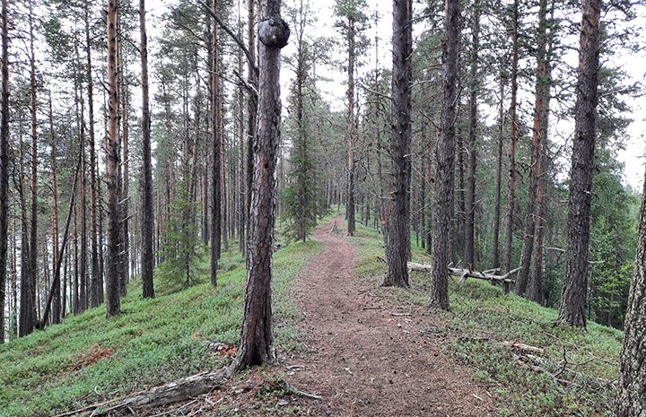 Muonion Iso Harjujärven (1249806) pohjavesialueen keskiosan harjumuodostuma. Alue kuuluu myös harjujensuojeluohjelmaan. Kuva: Pia Lindholm