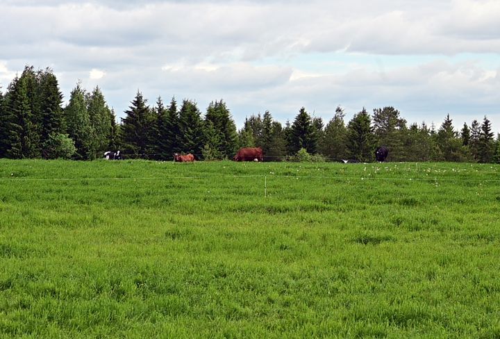 Kainuussa tukivalvonta tehdään kesän aikana noin 30 tilalle.