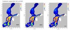 Bild 2. Fosforkoncentrationerna i det öppna havet rån södra Östersjön till Bottenviken i augusti 2020, 2021 och 2022. © SYKE Data: SYKE och SMHI
