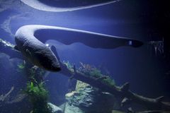 Sähköankerias 1.(Electrophorus electricus)