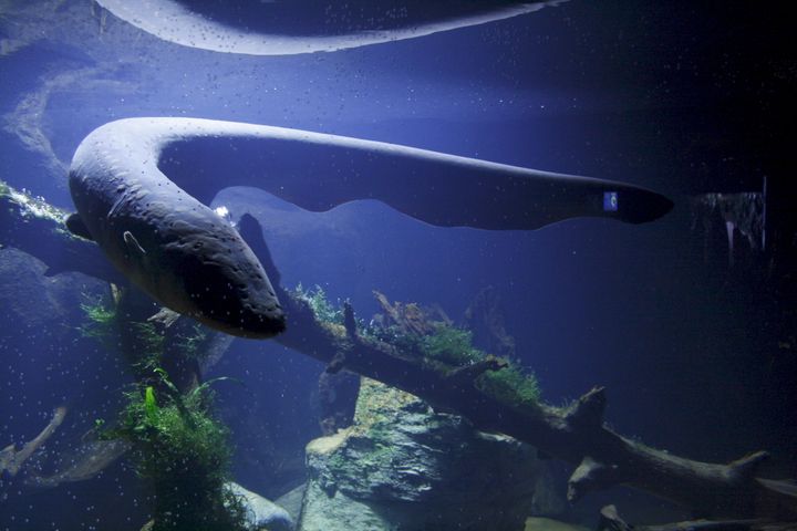 Sähköankerias 1.(Electrophorus electricus)