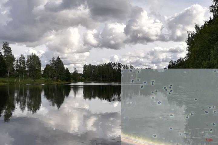 Kuvassa yksi tutkimuskohteista, Lovojärvi Hämeenlinnan Lammilla. Pikkukuvassa järvestä eristetyn bakteerin Methylobacter sp. S3L5C valomikroskooppikuva. Kuva: Antti Rissanen & Ramita Khanongnuch / Tampereen yliopisto.