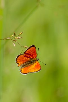 Loistokultasiipi (Lycaena virgaureae) on harvinaistunut eteläisimmässä Suomessa, jossa se on säilynyt runsaana vain parhailla niittyalueilla. Pohjois-Suomessa laji on samaan aikaan levinnyt entistä pohjoisemmaksi. Kuva: Eija Putkuri.